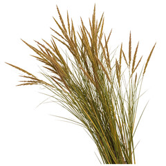 Fototapeta premium 3D Thin Wild Grass Sprigs – Single Nature PNG Design