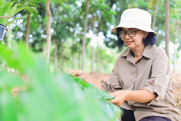 Elderly woman enjoying nature and gardening, Asian senior woman practicing mindfulness in the garden.