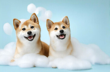 お風呂タイムを楽しむ柴犬