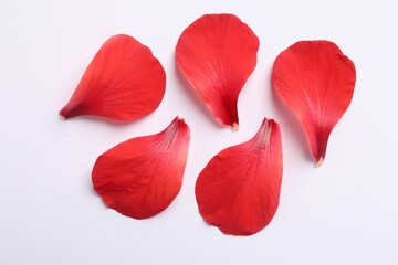 Beautiful red hibiscus petals on white background, flat lay