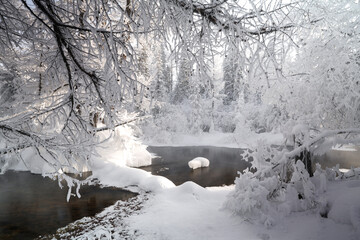 Taiga forest cold season in northern Mongolia