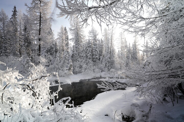 Taiga forest cold season in northern Mongolia