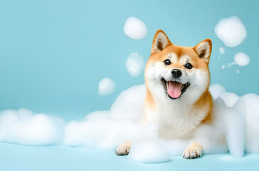 お風呂タイムを楽しむ柴犬