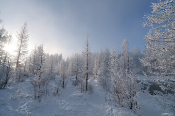 Taiga forest cold season in northern Mongolia