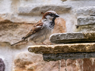 Male sparrow on water fountain