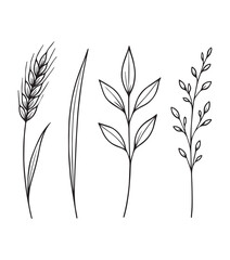 Black and White Botanical Illustrations of Plants