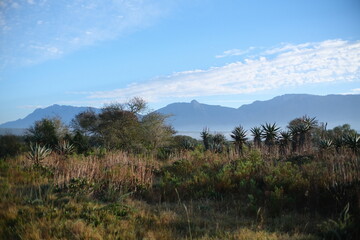 Aloe Ferox in Bontebok National Park's Scenic Landscape