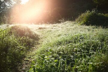 Serene Grasslands of Bontebok National Park at Sunrise
