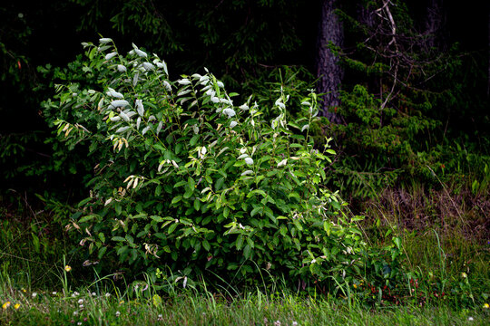 A dense green shrub with light-tipped leaves grows naturally at the edge of a forest, surrounded by grass and wild plants.