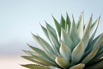 Fototapeta premium Close-up of a green agave plant with sharp pointed leaves, set against a soft sky background