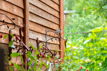 The bird settled on the elegant forged mounts of a hanging planter among