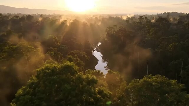 Golden Hour Over Tropical Rainforest