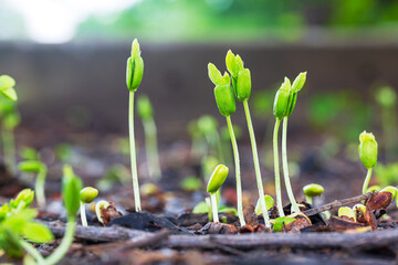 Close-up of young seedlings in the rainy season,Group of green sprouts in the rain.