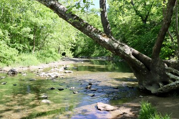 The quiet flowing stream in the forest on a sunny day.