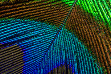Peacock feather macro,Peacock plume close up.