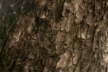 Macro texture and detail of tree bark,Tree bark texture. Nature wood background,Closeup of tree...