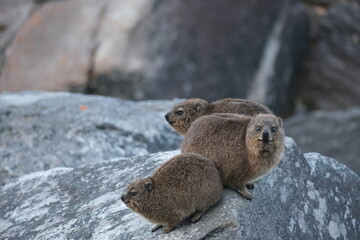 Rock Hyrax in Tsitsikamma National Park: Wildlife Close-up
