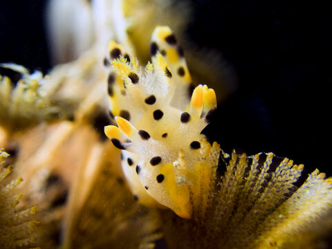 Pikachu nudibranch in lembeh ocean micro diving