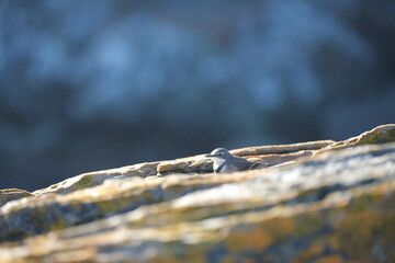 Muscicapidae Songbird on Rock in Tsitsikamma National Park