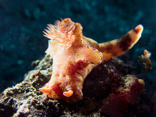 nudibranch in lembeh ocean micro diving