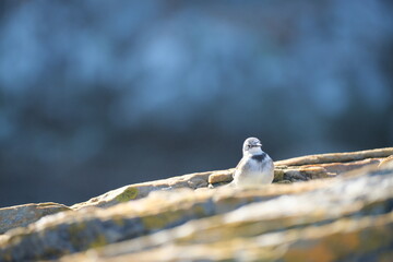 Cape Wagtail in Tsitsikamma National Park