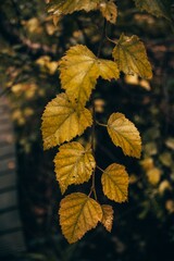 herbstblätter