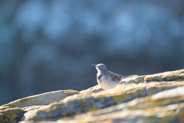 Cape Wagtail in Tsitsikamma National Park