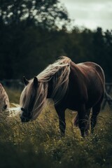 braunes pferd mit langer mähne