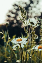 kamille mit feldblumen