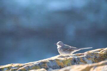 White Wagtail in Tsitsikamma National Park: Nature's Songbird