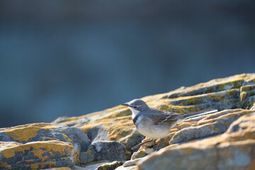 White Wagtail in Tsitsikamma National Park: A Wildlife Portrait