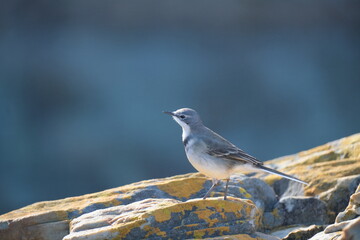 White Wagtail in Tsitsikamma National Park: Wildlife Photography