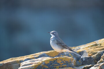 White Wagtail in Tsitsikamma National Park: A Wildlife Portrait