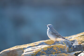 Fototapeta premium Cape Wagtail in Tsitsikamma National Park: A Wildlife Portrait