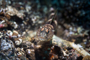 coral fish in lembeh ocean micro diving