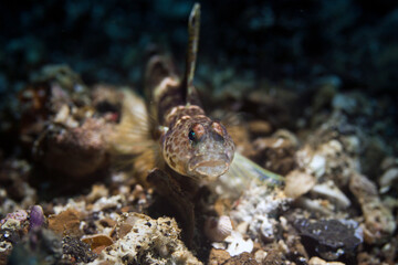 coral fish in lembeh ocean micro diving