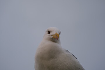 Kelp Gull in Tsitsikamma National Park: A Close-Up View