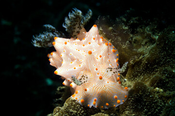 nudibranch in lembeh ocean micro diving