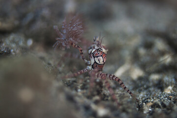 boxer crab in lembeh ocean micro diving