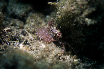 boxer crab in lembeh ocean micro diving