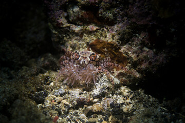 boxer crab in lembeh ocean micro diving