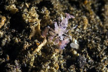Harlequin Shimp in lembeh ocean micro diving
