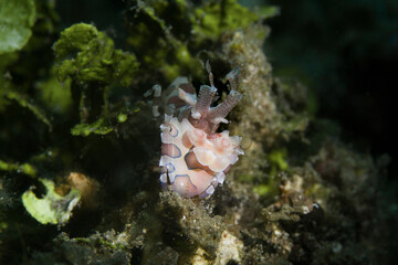 Harlequin Shimp in lembeh ocean micro diving
