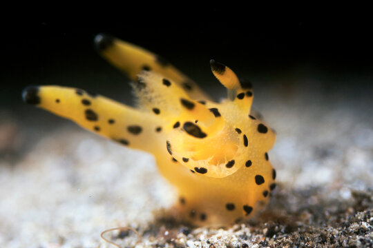 Pikachu nudibranch in lembeh ocean micro diving