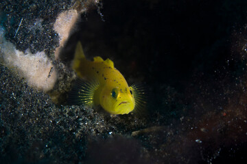 yellow goby in lembeh ocean micro diving