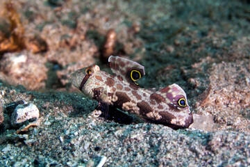 coral fish in lembeh ocean micro diving