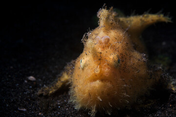 Frog fish in lembeh ocean micro diving
macro diving