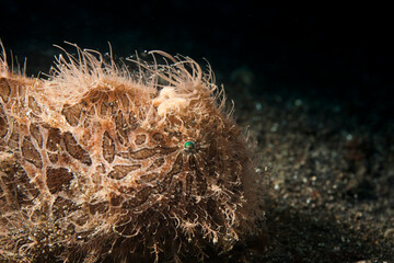 Frog fish in lembeh ocean micro diving
macro diving
