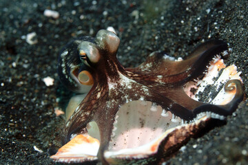 Octopus in shell lembeh ocean micro diving