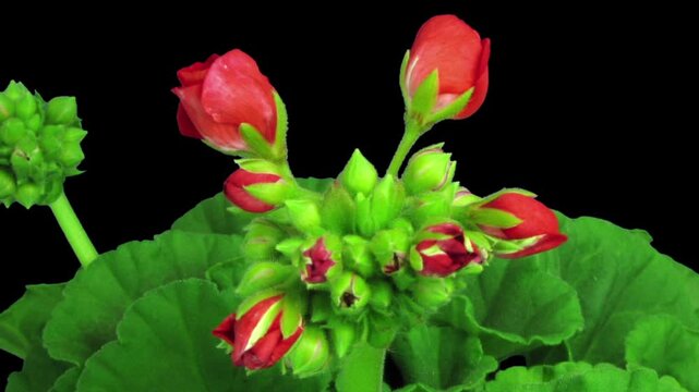Time lapse of opening red geranium (Pelargonia) flower